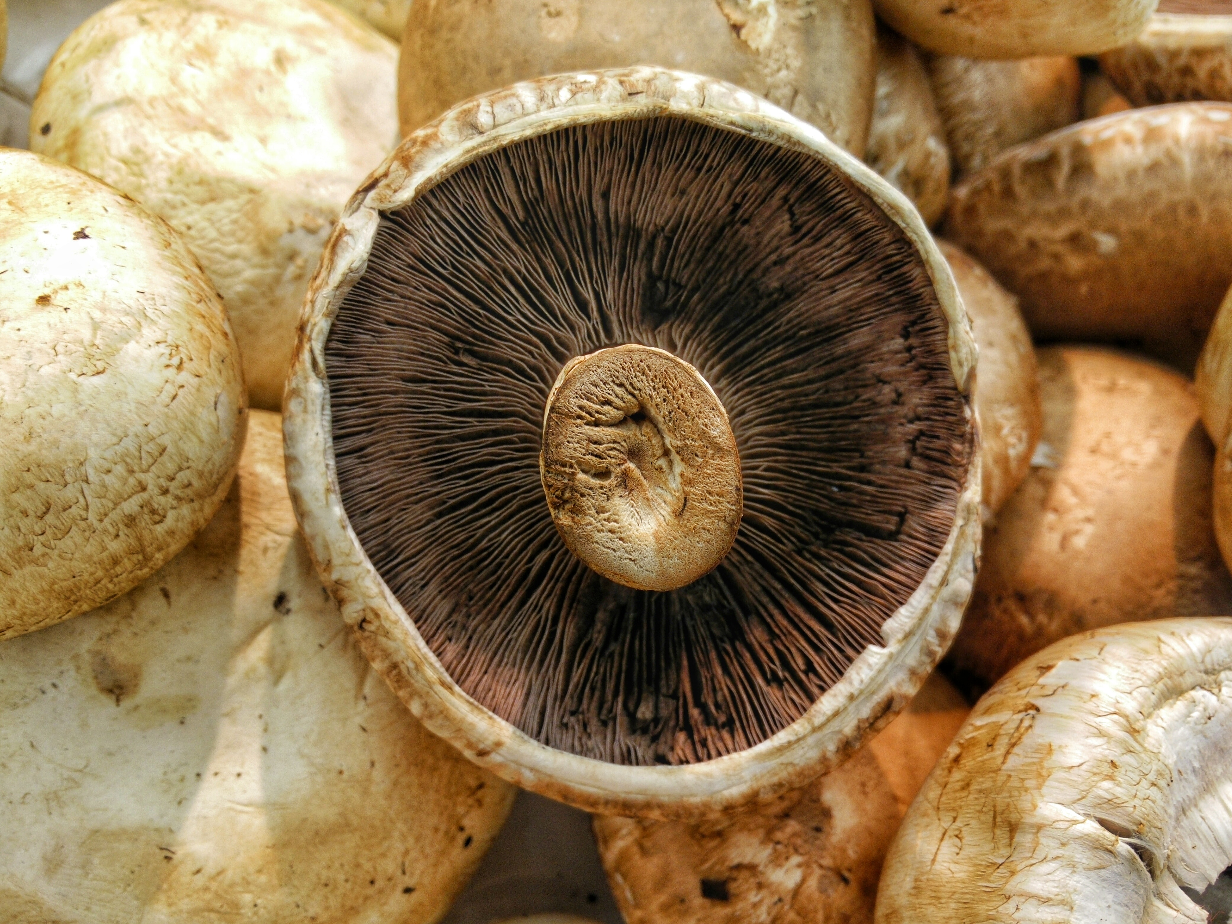 Best Mushroom Supplement